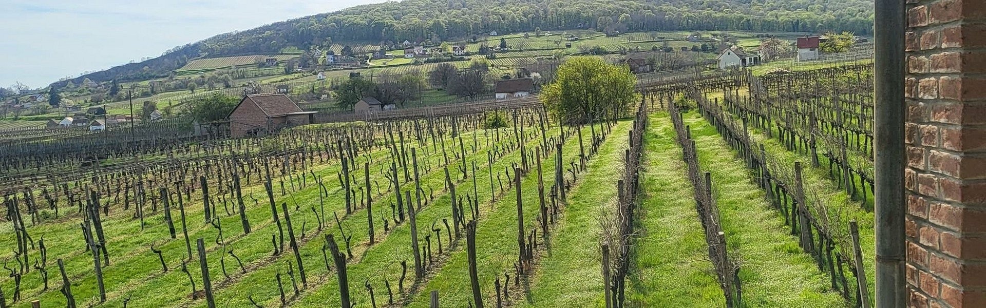 Tavasz a szőlőhegyen
